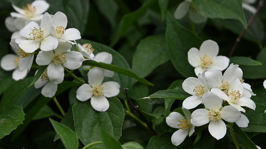 白色的茉莉花盛开视频