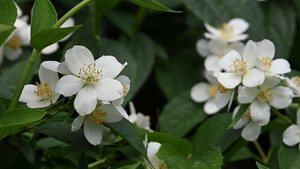 白色的茉莉花盛开19秒视频