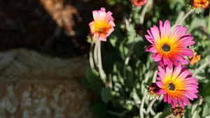雏菊或玛格丽特五颜六色的花朵美国加利福尼亚州紫菀或12秒视频