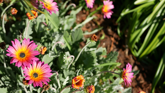 雏菊或玛格丽特五颜六色的花朵美国加利福尼亚州紫菀或视频