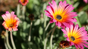 雏菊或玛格丽特五颜六色的花朵美国加利福尼亚州13秒视频