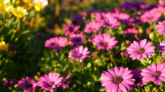 雏菊或玛格丽特五颜六色的花朵美国加利福尼亚州紫菀或视频