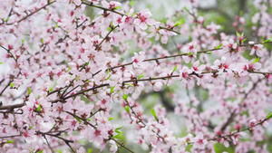 春天桃树开花粉色桃花花朵4K实拍视频素材25秒视频
