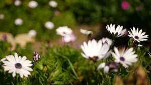 雏菊或玛格丽特五颜六色的花朵美国加利福尼亚州10秒视频