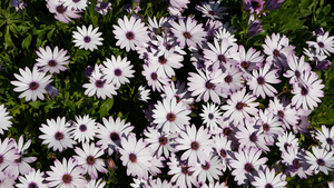 雏菊或玛格丽特五颜六色的花朵美国加利福尼亚州紫菀或12秒视频