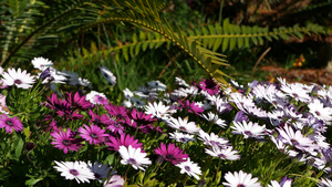 雏菊或玛格丽特五颜六色的花朵美国加利福尼亚州紫菀或17秒视频