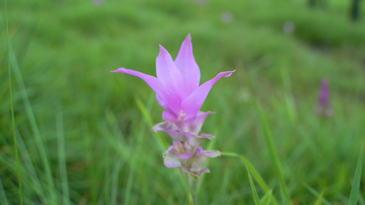 粉红色花朵 在泰国查亚富姆的丛林中开花视频