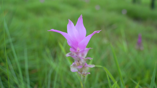 粉红色花朵视频