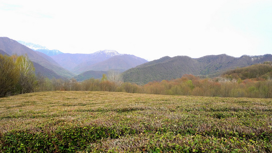 山区和茶叶种植园视频