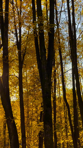 深秋树林逆光下的树叶逆光唯美视频