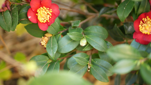 红黄山茶花开花天然植物特写背景花园里的猩红色异国情调视频