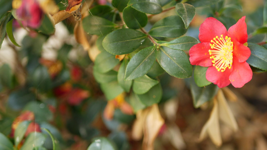 红黄山茶花开花天然植物特写背景花园里的猩红色异国情调视频