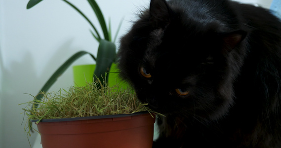 一只美丽的黑猫吃着大麻里的草视频