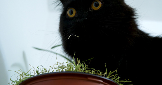 一只美丽的黑猫吃着大麻里的草视频