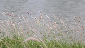 草花在湖边的风中摇摆10秒视频