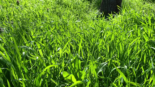 公园里高高的青绿种植草在春日中吹风视频