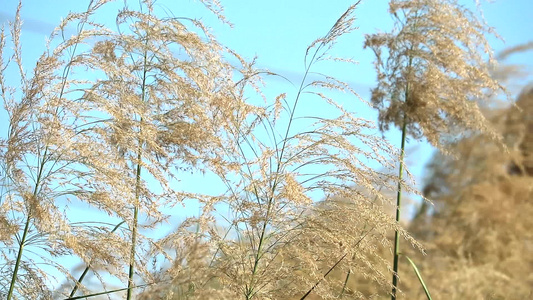 缓慢运动的金花草草场和清蓝天空背景视频