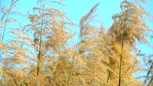 下午清蓝天空背景的金花草场缓慢运动金花草地视频