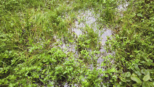 在池塘中植入的草叶在清澈的水面上反射视频