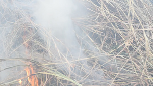 焚烧干草对环境有危害25秒视频