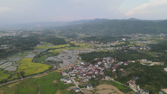 航拍秋季秋收金黄稻田视频