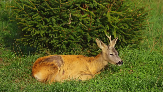 受伤的野鹿躺在绿草地上康复中心视频