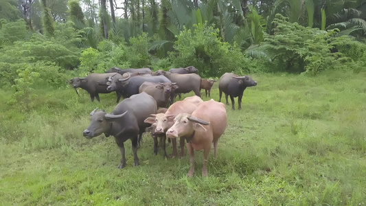 一群亚裔水牛聚在一起视频