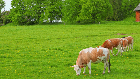 在田野上吃草的奶牛和小牛视频