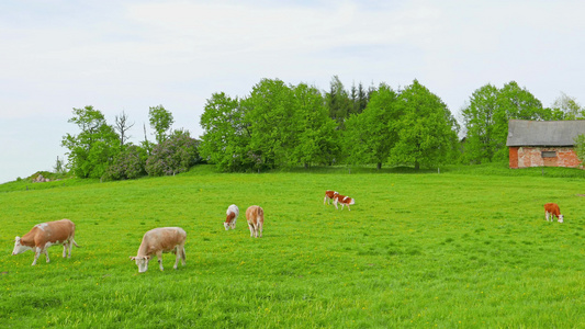 在田野上吃草的奶牛和小牛视频