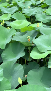 荷花荷花池视频