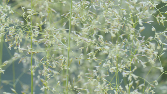 夏天在草原上的白花视频