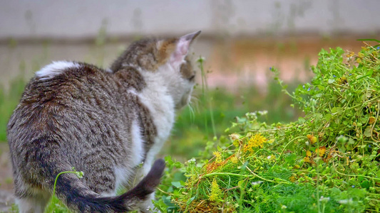 在院子里玩猫猫视频