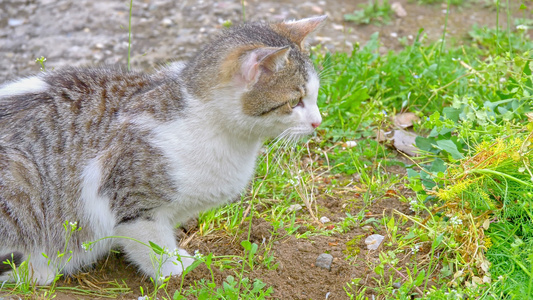 猫咪在院子里玩视频