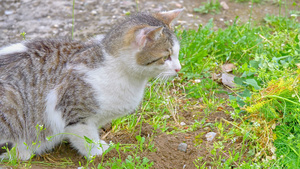 猫咪在院子里玩22秒视频