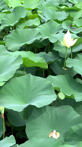 荷花荷花池视频