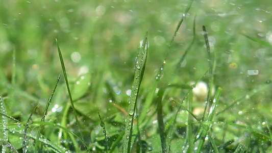 草的附近有雨滴著落下视频