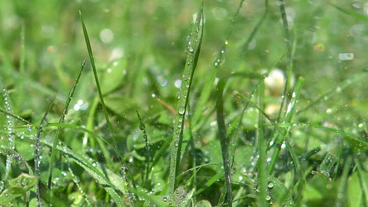 雨滴落在草地上视频