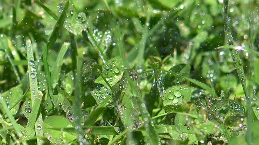 在青绿的新鲜草地上有雨滴视频