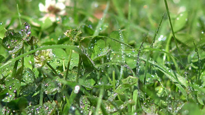 浇灌草草20秒视频