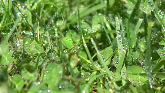 淡水绿草上的水滴视频