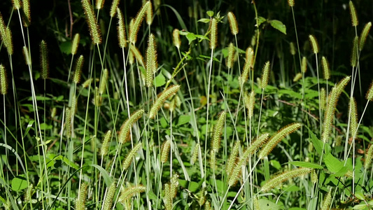 在高山草的风中视频