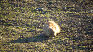 在野外的貂皮附近的黑尾草养狗21秒视频