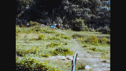 1965年统一王国马在草原上奔跑视频