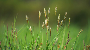 一群草地在新鲜的绿草原上交谈花朵盛满花粉的尾巴在温柔16秒视频