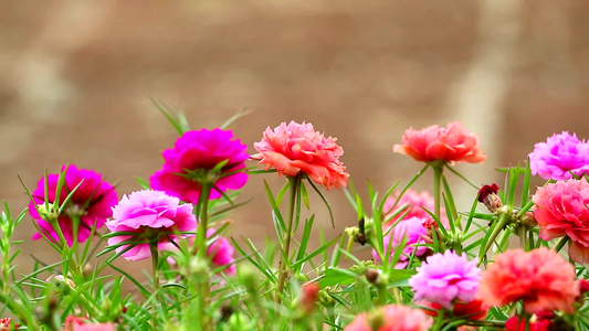 太阳植物粉红玫瑰花朵在花园石头地板背景中开花视频