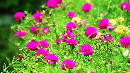 普斯兰帕斯利玫瑰苔丝太阳在花园里种着紫红色花朵1视频