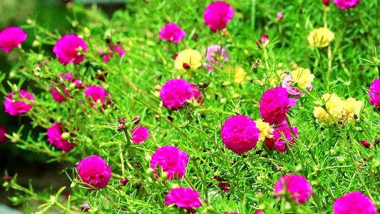 普斯兰普斯利玫瑰苔丝太阳在花园里种着红红色花朵视频
