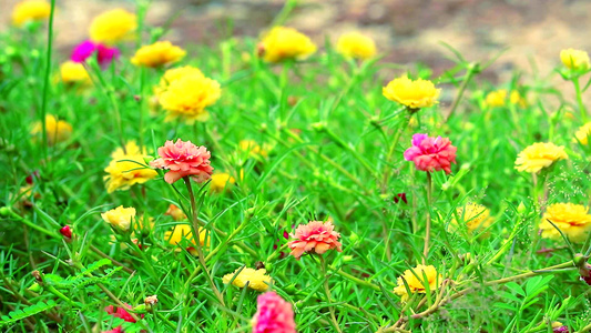 普斯兰玫瑰苔草太阳植物粉红玫瑰花朵在花园中开花视频