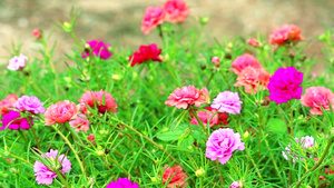 棕榈玫瑰摩斯太阳植物粉色和紫红色花朵在花园中开花117秒视频