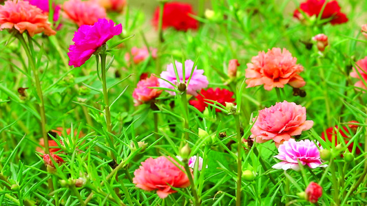 普斯林玫瑰摩斯太阳植物粉红色的红玫瑰花朵在花园中开花视频